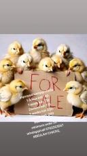 Beulah premium chicks 