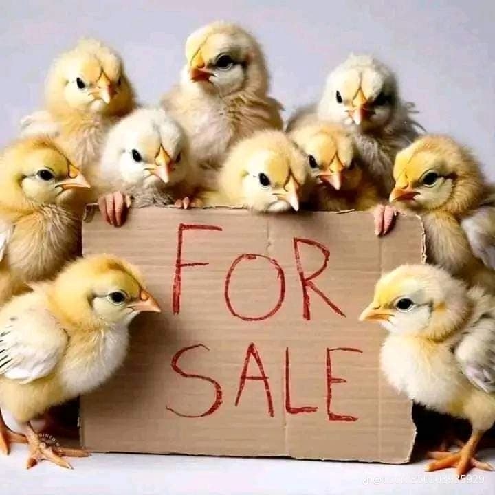 Discover Premium Chicks at Beulah: Your Top Choice in Nairobi